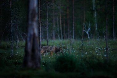 Finlandiya 'dan kurt. Gri kurt, köpek lupus, bahar ışığında, ormanda yeşil yapraklarla. Doğadaki kurt yuvası. Finlandiya Taiga 'sında vahşi bir hayvan. Vahşi yaşam, Avrupa.