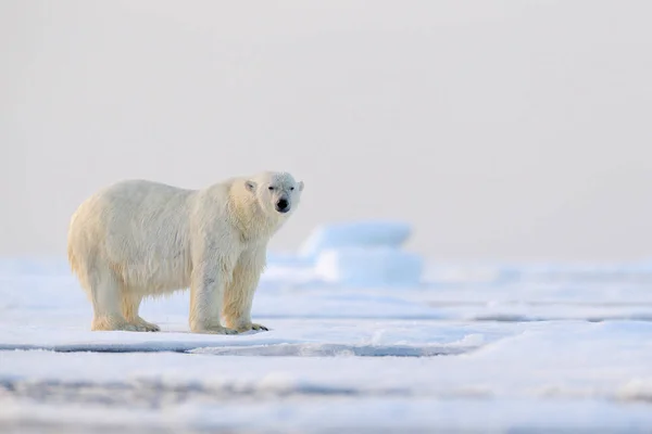 Urso polar na borda de gelo à deriva com neve e água no mar de Svalbard. Grande animal branco no habitat natural, Europa. Cena de vida selvagem da natureza. Urso perigoso andando sobre o gelo. — Fotografia de Stock