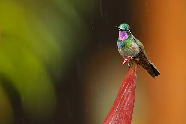 Gema montañosa de garganta púrpura, Lampornis calolaemus, colibrí de Costa Rica. Pájaro pequeño de garganta violeta del bosque nuboso de montaña en Costa Rica. Vida silvestre en naturaleza tropical . —  Fotos de Stock
