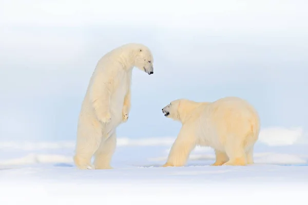 Eisbären tanzen Kampf auf dem Eis. Zwei Bären lieben Treibeis mit Schnee, weiße Tiere in der Natur, Spitzbergen, Norwegen. Tiere spielen im Schnee, arktische Tierwelt. Lustiges Bild in der Natur. — Stockfoto