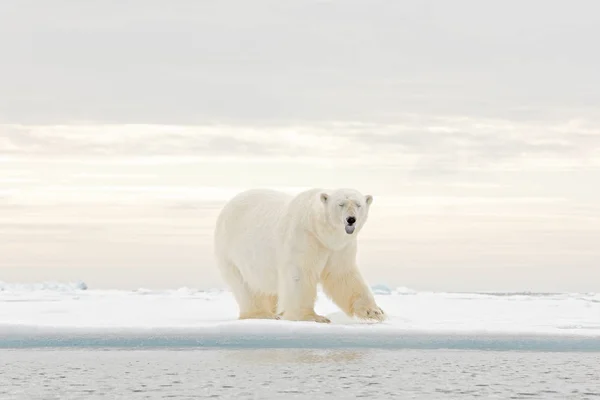 Orso polare che balla sul ghiaccio. Due orsi amano il ghiaccio alla deriva con la neve, gli animali bianchi nell'habitat naturale, Svalbard, Norvegia. Animali che giocano nella neve, fauna artica. Immagine divertente in natura . — Foto Stock