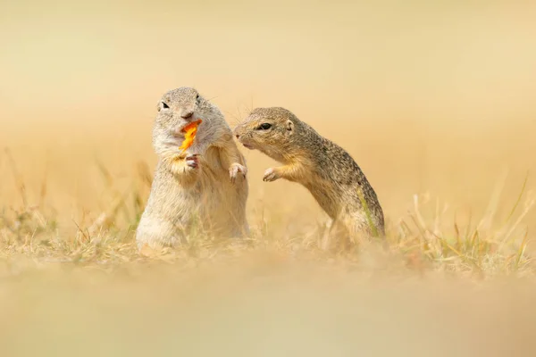 Veverka Evropská, Spermophilus Citellus, sedící v zelené trávě v létě, detail zvířecího portrétu, Česká republika. Divoká příroda z přírody. — Stock fotografie