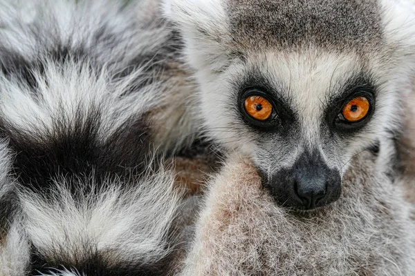 Visage avec longue queue. Détail portrait de singe mignon. Lémurien à queue cerclée, Lemur catta, avec un fond jaune clair. Animal de Madagascar, Afrique. Photo en gros plan du singe . — Photo