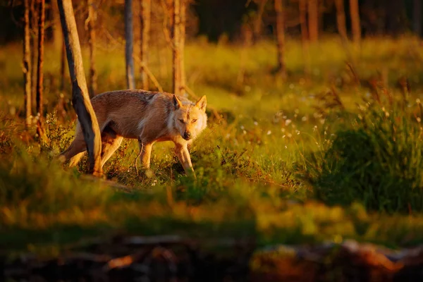 Lobo de Finlandia. Lobo gris, Canis lupus, en la luz primaveral, en el bosque con hojas verdes. Lobo en el hábitat natural. Animal salvaje en la taiga de Finlandia. Naturaleza de la fauna, Europa. —  Fotos de Stock