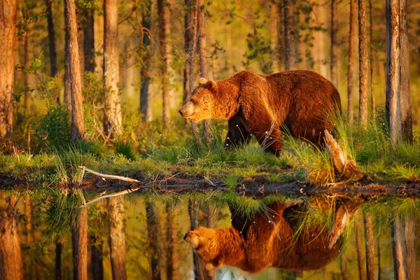 해가 뜰 때, 아침에 큰 갈색 곰이 밝은 아침에 호수 주변을 걷고 있습니다. 자연의 숲과 목초지에서 위험 한 동물이죠. 러시아 국경 근처 핀란드의 야생 동물 사진. — 스톡 사진