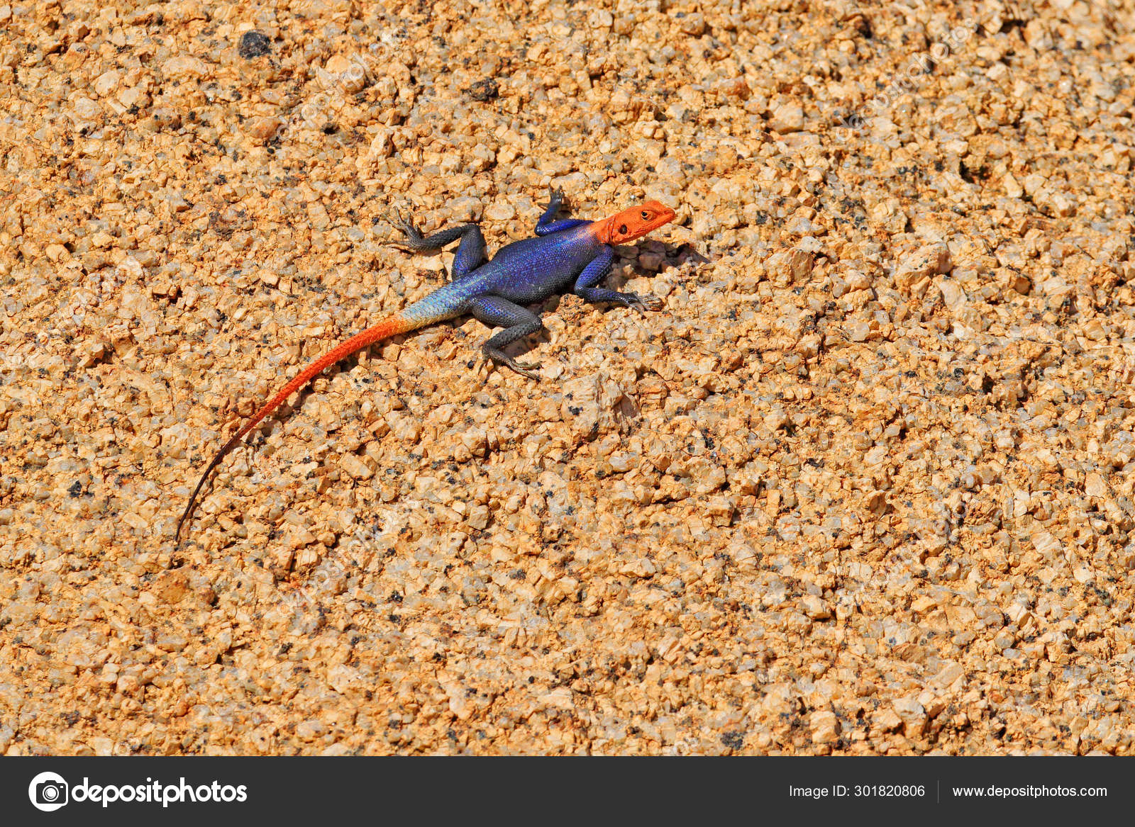 橙色和蓝色蜥蜴，纳米比亚岩石阿加玛，阿加玛平面，男性在典型的沙漠环境中在黄色花岗岩上摆姿势。孤立的五颜六色的阿加马， 斯皮茨科普，  纳米比亚——图库图片©, image size:1600x1167