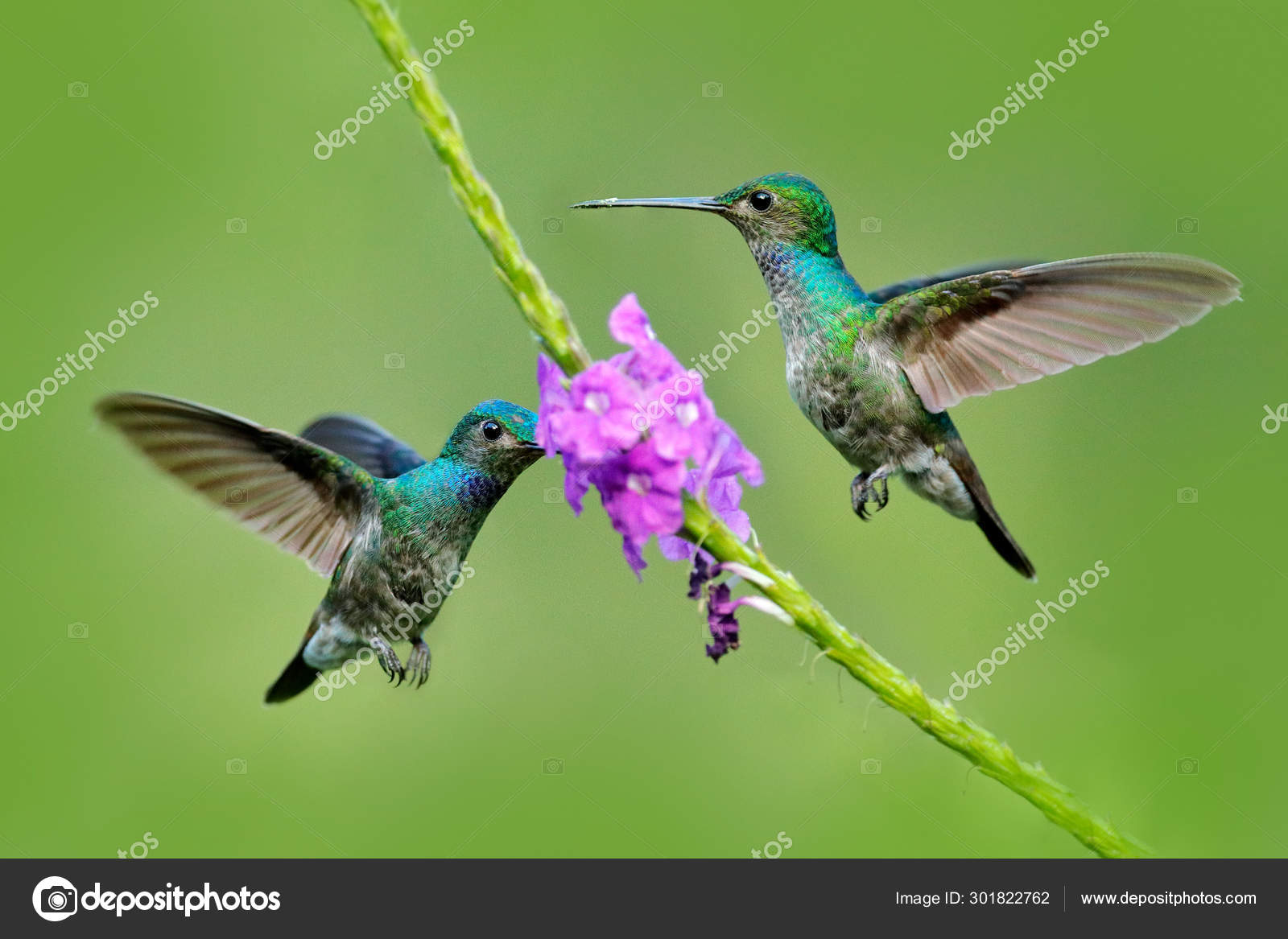 벌새, 벌새, 조류 png | PNGEgg, image size:1600x1167