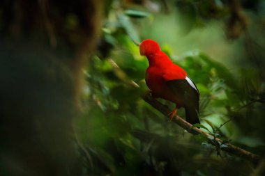 Cock-of-The-Rock, Rupicola perulu, tropikal yağmur ormanlarının tipik ortamında dal üzerinde tünemiş fan şeklinde ibik ile kırmızı kuş. Peru'nun ulusal kuşu. Bulanık yeşil tropik arka plan.