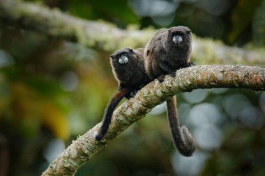 Siyah Mantle Tamarin (Saguinus nigricollis), Ekvador Sumaco Milli Parkı maymun. Doğadan vahşi yaşam sahnesi. Tropik orman ormanındaki ağaç dalıüzerinde tamarin, alışkanlığı olan hayvan