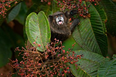 Siyah Mantle Tamarin (Saguinus nigricollis), Ekvador Sumaco Milli Parkı maymun. Doğadan vahşi yaşam sahnesi. Tropik orman ormanındaki ağaç dalıüzerinde tamarin, alışkanlığı olan hayvan