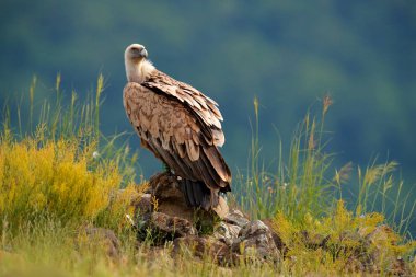 Griffon Vulture, Gyps fulvus, kayalık dağlarda oturan büyük yırtıcı kuşlar, doğa habitatı, Madzarovo, Bulgaristan, Doğu Rhodopes. Balkan 'dan vahşi yaşam. Doğadan vahşi yaşam sahnesi. Kayadaki mavi çiçek.