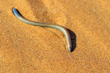 Fitzsimmons tavşan çukuru skink, kumul, Swakopmund, Dorob Milli Parkı, Namibya üzerinde Typlacontias brevipes. Hayvan yaşam alanı, turuncu kum mavi gökyüzü ile çöl. Yaban hayatı sahne doğadan.