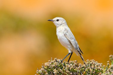 Dune Lark, Calendulauda erythrochlamys, Namib Çölü'nün kum tepelerinde yaşıyor, tamamen endemik. Çöl bitki örtüsü üzerinde oturan beyaz kuş, arka planda sarı kumul, Namibya Yaban Hayatı