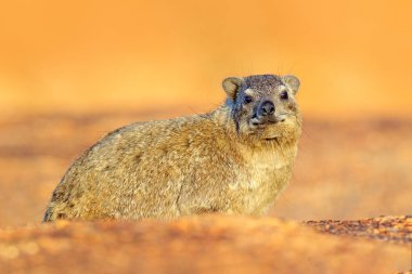 Kayalık dağda kaya üzerinde kaya Hyrax. Doğadan vahşi yaşam sahnesi. Hyrax 'ın yüz resmi. Procavia capensis, Namibya. Afrika 'dan ilginç memeliler..