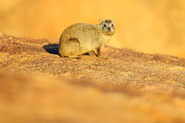Kayalık dağda taş üzerinde Hyrax. Doğadan vahşi yaşam sahnesi. Rock hyrax, Procavia capensis, Namibya yüz portresi. Afrika'dan nadir ilginç memeli.