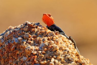 Turuncu ve mavi renkli kertenkele, Namibya kaya agama, Agama planiceps, tipik çöl ortamında sarı granit kaya üzerinde poz erkek. Izole renkli agama, Spitzkoppe, Namibya