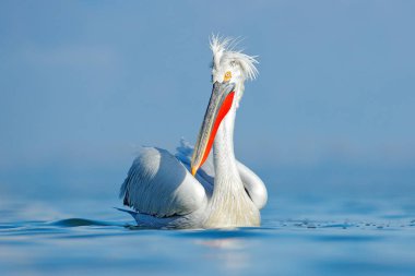Sudaki kuş. Dalmaçyalı pelikan, Pelecanus crispus Yunanistan 'ın Kerkini Gölü' ne iniyor. Kanatları açık pelikan. Avrupa doğasından vahşi yaşam sahnesi. 