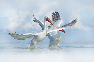 Sudaki kuş. Dalmaçyalı pelikan, Pelecanus crispus Yunanistan 'ın Kerkini Gölü' ne iniyor. Kanatları açık pelikan. Avrupa doğasından vahşi yaşam sahnesi. 