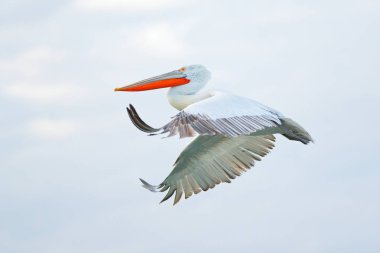 Sudaki kuş. Dalmaçyalı pelikan, Pelecanus crispus Yunanistan 'ın Kerkini Gölü' ne iniyor. Kanatları açık pelikan. Avrupa doğasından vahşi yaşam sahnesi. 