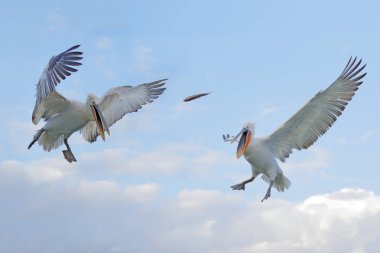 Sudaki kuş. Dalmaçyalı pelikan, Pelecanus crispus Yunanistan 'ın Kerkini Gölü' ne iniyor. Kanatları açık pelikan. Avrupa doğasından vahşi yaşam sahnesi. 