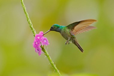 Büyüleyici Sinekkuşu, Amazilia dekoru, çiçek pembe çiçek tatlı nektar besleyen kuş. Tropik ormanlarda sinekkuşu davranışı, Corcovado Np doğa habitat, Kosta Rika. Sinekteki kuş, yaban hayatı.