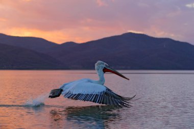 Sudaki kuş. Dalmaçyalı pelikan, Pelecanus crispus Yunanistan 'ın Kerkini Gölü' ne iniyor. Kanatları açık pelikan. Avrupa doğasından vahşi yaşam sahnesi. 