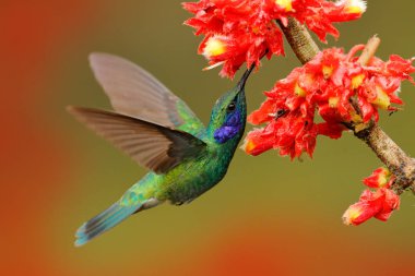 Orman habitatında pembe çiçekli sinekkuşu. Yeşil Mor kulak, Colibri thalassinus, doğada tropikal ahşap habitat uçan, kırmızı çiçek, Tapanti Np, Kosta Rika. Ormandan vahşi yaşam sahnesi.