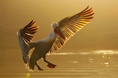 Sudaki kuş. Dalmaçyalı pelikan, Pelecanus crispus Yunanistan 'ın Kerkini Gölü' ne iniyor. Kanatları açık pelikan. Avrupa doğasından vahşi yaşam sahnesi. 