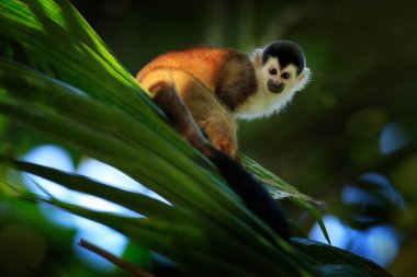Maymun, tropik ormanda uzun kuyruk. Sincap maymun, Saimiri oerstedii, yeşil yaprakları ile ağaç gövdesi üzerinde oturan, Corcovado Np, Kosta Rika. Tropik orman bitki örtüsündeki maymun. Yaban hayatı doğa.