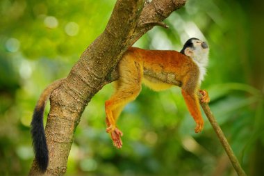 Maymun, tropik ormanda uzun kuyruk. Sincap maymun, Saimiri oerstedii, yeşil yaprakları ile ağaç gövdesi üzerinde oturan, Corcovado Np, Kosta Rika. Tropik orman bitki örtüsündeki maymun. Yaban hayatı doğa.