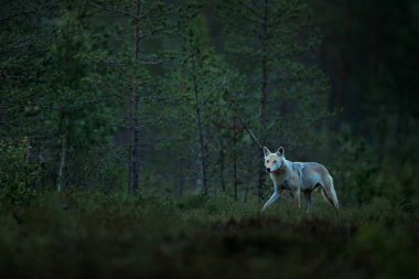 Finlandiya 'dan kurt. Gri kurt, köpek lupus, bahar ışığında, ormanda yeşil yapraklarla. Doğadaki kurt yuvası. Finlandiya Taiga 'sında vahşi bir hayvan. Vahşi yaşam, Avrupa.