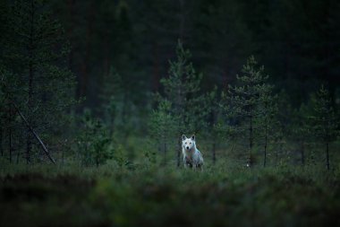 Finlandiya 'dan kurt. Gri kurt, köpek lupus, bahar ışığında, ormanda yeşil yapraklarla. Doğadaki kurt yuvası. Finlandiya Taiga 'sında vahşi bir hayvan. Vahşi yaşam, Avrupa.