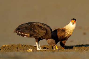 Caracara, kum sahilde oturuyor, Corcovado Np, Kosta Rika. Güney Caracara plancus, sabah ışığında. Yırtıcı bir kuş kaplumbağa egga yiyor. Doğadan vahşi yaşam sahnesi, Orta Amerika. Deniz plajı.