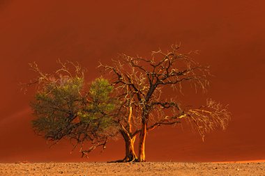 Deadvlei, eski akasya ağacı ile turuncu dune. Afrika manzara Sossusvlei, Namib Çölü, Namibya, Güney Afrika. Kırmızı kum, en büyük dun dünya. Namibya'da seyahat. Sunrise, ilk ışık.