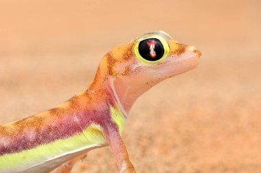 Namib kumuldan Gecko, Namibya. Pachydactylus rangei, Doğa çöl habitat Web ayaklı palmato gecko. Bulutlar, geniş açı ile mavi gökyüzü ile Namibya çölkertenkele. Yaban hayatı doğa.