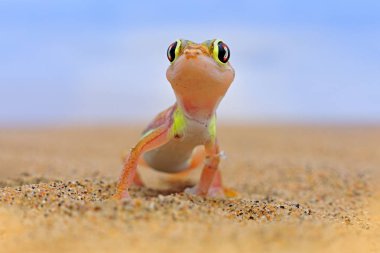 Namib kumuldan Gecko, Namibya. Pachydactylus rangei, Doğa çöl habitat Web ayaklı palmato gecko. Bulutlar, geniş açı ile mavi gökyüzü ile Namibya çölkertenkele. Yaban hayatı doğa.