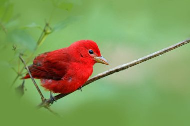 Kırmızı yaz Tanager, Piranga rubra, doğa habitat kırmızı kuş. Tanager yeşil ağacın üzerinde oturuyor. Kosta Rika'da kuş gözlemciliği. Doğadan vahşi yaşam sahnesi, Laguna de Lagarta Lodge, Kosta Rika.