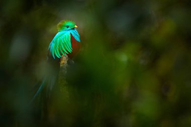 Tropik kuş. Quetzal Guatemala, Pharomachrus mocinno, arka planda bulanık yeşil orman ile ormandan. Muhteşem kutsal yeşil ve kırmızı kuş. Resplendent Quetzal gizli detay orman