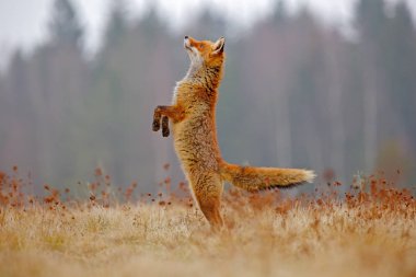 Kızıl Tilki avı, Vulpes vulpes, Avrupa 'dan vahşi yaşam sahnesi. Doğa habitatında turuncu kürklü hayvan. Yeşil orman çayırındaki tilki. 