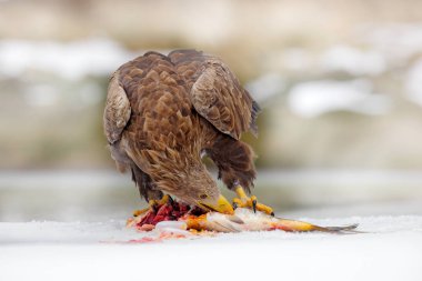 Karlı kış aylarında yakalanan balıklarla Altın Kartal, orman habitatında kar. Vahşi doğadan vahşi yaşam sahnesi. Kuş ve sazan ile beslenme sahnesi, Çek Cumhuriyeti.
