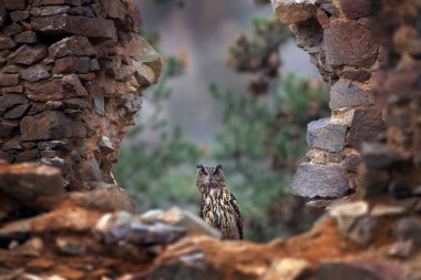 Kartal Baykuş, Bubo Bubo, uçuşta açık kanatları, arka planda orman habitatı, turuncu sonbahar ağaçları. Doğa Ormanı, Almanya 'dan vahşi yaşam sahnesi. Kuş sineği, baykuş davranışı. Orman baykuşu uçuyor.