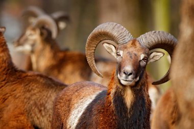Mouflon, Ovis orientalis, büyük boynuzlu memeli portresi, Prag, Çek Cumhuriyeti. Vahşi yaşam sahnesi doğayı oluşturur. Ormanda hayvan davranışları. Kafasında büyük boynuzları olan Muflon, ormanda.