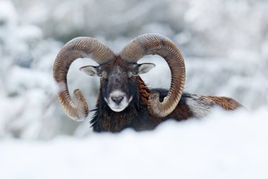 Mouflon, Ovis oryantalis, kar ortamında boynuzlu hayvan. Çek Cumhuriyeti 'nde boynuzlu bir memelinin yakın plan portresi. Soğuk karlı ağaç bitkisi, beyaz doğa. Ormanda karlı kış.