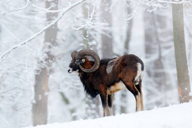Mouflon, Ovis oryantalis, kar ortamında boynuzlu hayvan. Çek Cumhuriyeti 'nde boynuzlu bir memelinin yakın plan portresi. Soğuk karlı ağaç bitkisi, beyaz doğa. Ormanda karlı kış.