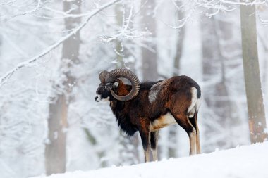 Mouflon, Ovis orientalis, horned animal in snow nature habitat. Close-up portrait of mammal with big horn, Czech Republic. Cold snowy tree vegetation, white nature. Snowy winter in forest. clipart