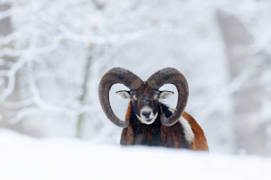 Mouflon, Ovis oryantalis, kar ortamında boynuzlu hayvan. Çek Cumhuriyeti 'nde boynuzlu bir memelinin yakın plan portresi. Soğuk karlı ağaç bitkisi, beyaz doğa. Ormanda karlı kış.