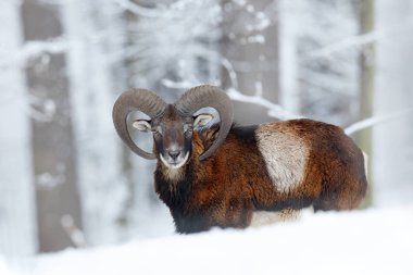 Mouflon, Ovis oryantalis, kar ortamında boynuzlu hayvan. Çek Cumhuriyeti 'nde boynuzlu bir memelinin yakın plan portresi. Soğuk karlı ağaç bitkisi, beyaz doğa. Ormanda karlı kış.