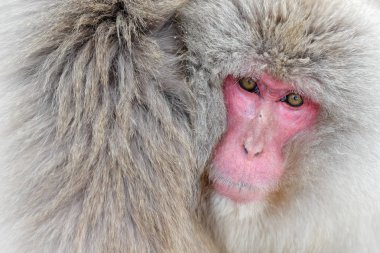 Spa su Aile Monkey Japon makak, Macaca fuscata, sis ile soğuk suda kırmızı yüz portre, doğa habitat hayvan, Hokkaido, Japonya. Doğa habitat ile geniş açılı lens fotoğraf.