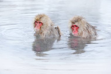 Spa su Aile Monkey Japon makak, Macaca fuscata, sis ile soğuk suda kırmızı yüz portre, doğa habitat hayvan, Hokkaido, Japonya. Doğa habitat ile geniş açılı lens fotoğraf.