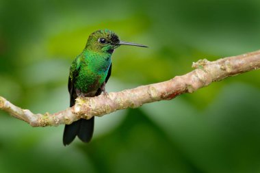 Kolombiya 'nın çiçek açan Kolombiya' sında sinekkuşu, Kolombiya, tropik ormandan gelen vahşi yaşam. Doğadan vahşi yaşam sahnesi. Pembe çiçekli sinekkuşu, uçuyor.